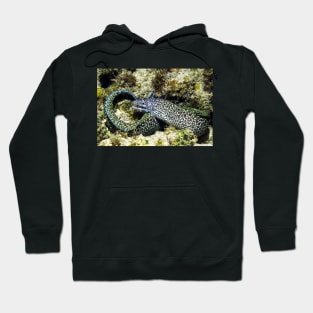 Spotted Moray Eel along the Coral Reef in the Caribbean Hoodie